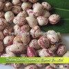 Wholesale Light Speckled Kidney Beans,High Quality LSKB Xinjiang Origin