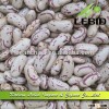 Best Quality Organic Light Speckled Kidney Beans Long Shape Hot Sale 2013 Crop