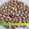 Light Speckled Kidney Beans American Round Shape,Beans Product for Sale