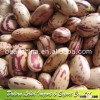 Light Speckled Kidney Beans American Type Round Shape/Cranberry Bean