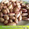 Dalian Port Crop 2014 Cranberry Bean or Light Speckled Kidney Beans American Round Shape