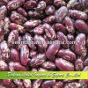 Dried Purple Speckled Kidney Beans Long Shape Wholesale