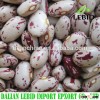 New Crop Price of light speckled kidney beans round shape