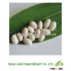 2013 Crop Dry Export Broad Beans Japanese Type For Sale