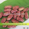 Supply New Crop Purple Speckled Kidney Beans Long Shape,Kidney Beans Price
