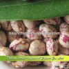 LSKB with Good Quality, Round Shape Beans ,Xinjiang Origin