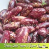 Dry Chinese Organic Purple Mottled Kidney Beans/Pinto Beans