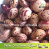 Light Speckled Kidney Beans Long Shape/Pinto or Mottled Beans