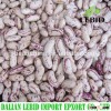 New Crop long shape light speckled kidney beans