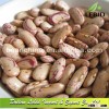 High Qualtiy Light Speckled Kidney Beans On Sale