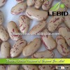 2013 Crop Dry Long Shape Pinto Beans High Quality