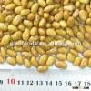 yellow kidney beans dry beans yellow eye beans supplier