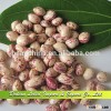 Xinjiang Origin Round Kidney Beans LSKB 2013 Crop