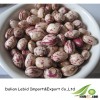 New Crop Dried Beans Pirce Xinjiang Round Shape LSKB