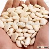 new crop white butter beans for sale
