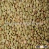 fresh green lentils