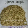 green Lentil