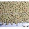 Lentil
