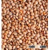 Roasted Chickpeas 9mm , Green Lentils HPS Quality Dry Green / Red Lentils