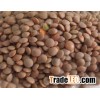 Lentils