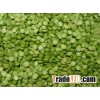 Excellent Quality Green Lentils