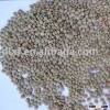 green lentil/Chinese lentil/small lentil/lentil