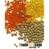 Canadian lentils for export