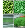 2015 new Crop Frozen green peas