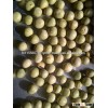 IQF frozen green peas,RED LENTILS,WHITE KIDNEY BEANS,RED KIDNEY BEANS,GREEN MUNG BEANS,SOYBEANS,YELL