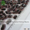 large black speckled kidney beans