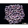 Large black speckled kidney bean 2012