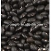 sell cheap price chinese 2013 new crop Black kidney bean