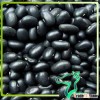 2013 New Crop Black Matpe Beans /Black Beans /Chinese small black beans/ best sales