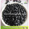 NO GMO Black Beans HPS Quality