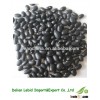 New Arrival Turtle Black Kidney Beans Chinese