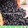 BLACK KIDNEY BEANS