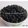Price Of Big Black Beans For Sale 6.5mm Black Turtkle Bean
