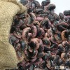new crop China black purple speckled kidney beans