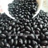 Black Kidney bean HPS OR MACHINE PICKED