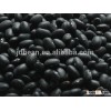 Black Kidney Bean Black Bean Kidney bean with best price