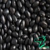 HPS Quality Black Turtle Beans or Black Beans Specifications For Sale