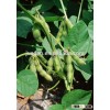 2016 hot sale Chinese manufacturer soybean buyers