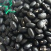 Different Types of Pulse Black Kidney Beans
