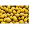 NONE GMO soybean