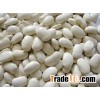 Organic white kidney bean
