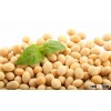 Soybean