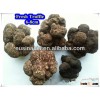 fresh white tuber indicum truffle
