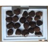 5-8cm fresh truffle