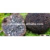 Deep frozen tuber indicum dried truffle mushroom