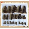 wild morel truffle boletus edulis mushroom from Yunnan